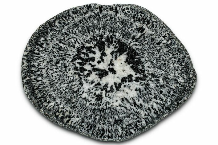 Polished Orbicular Granite Section - Western Australia #353178